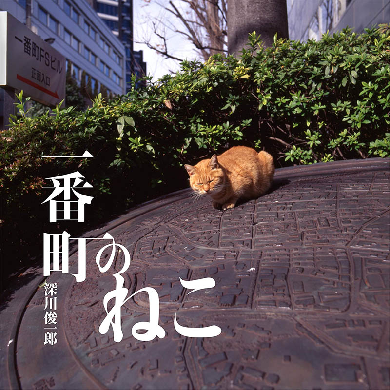 【现货】一番町のねこ，东京一番街的猫 日文原版图书籍进口正版 深川俊一郎 摄影作品集 日本写真企画 善本图书