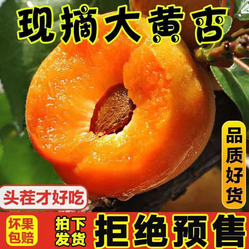 五月份发货山东泰安徂徕山金太阳杏新鲜现摘现发当季孕妇酸甜水果