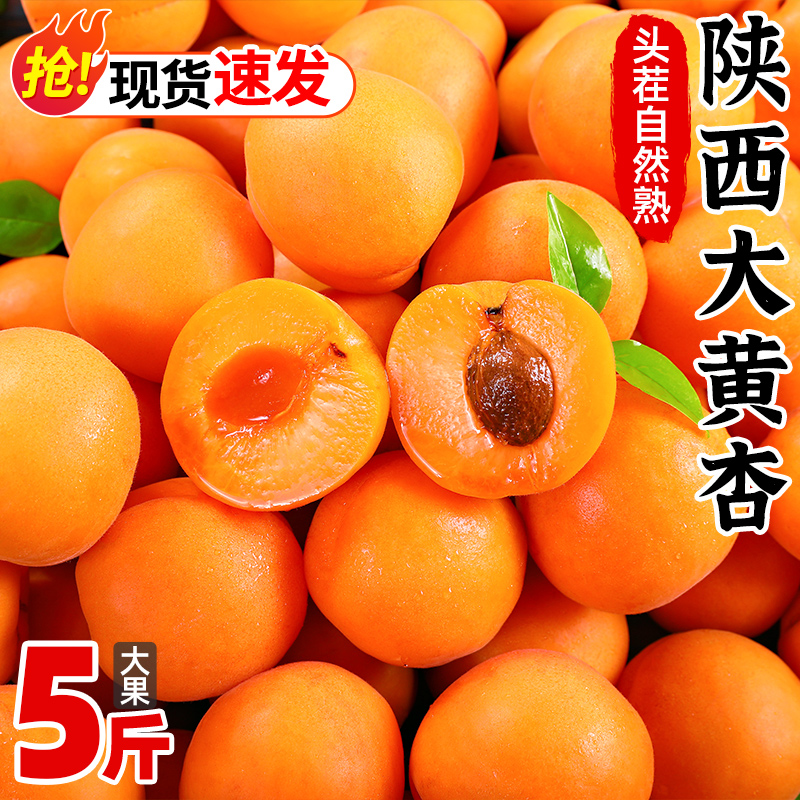 陕西大黄杏子新鲜水果5斤当季特大巨蜜金太阳杏酸甜杏子整箱包邮