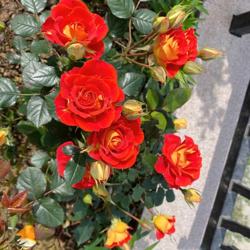 双鱼座月季二乔带花盆栽多季开阳台浓香特大花卉庭院植物地栽玫瑰