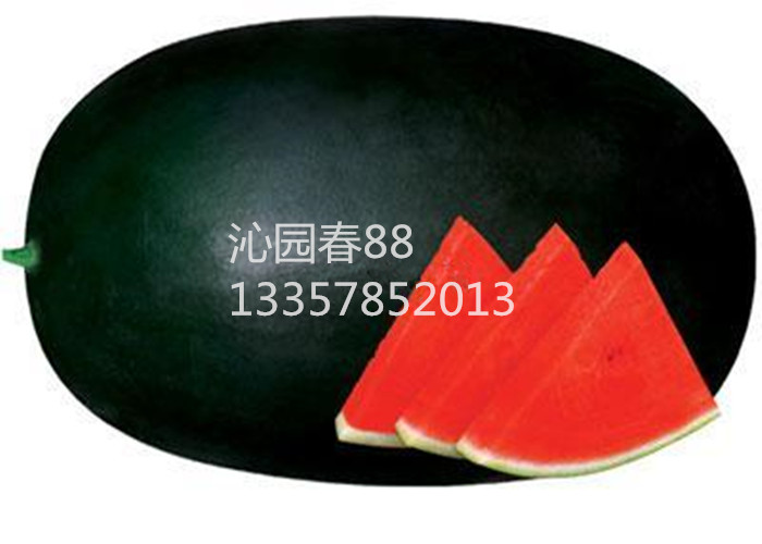 黑皮大西瓜种子 懒汉黑霸王无籽西瓜种子中晚熟品种 蔬菜瓜果种子