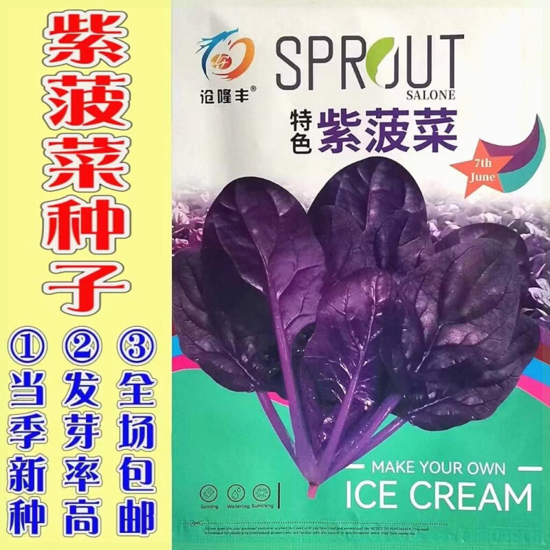 【紫菠菜种子】紫衣菠菜菠菜阳台营养种子种子仙子四季菠菜紫种子