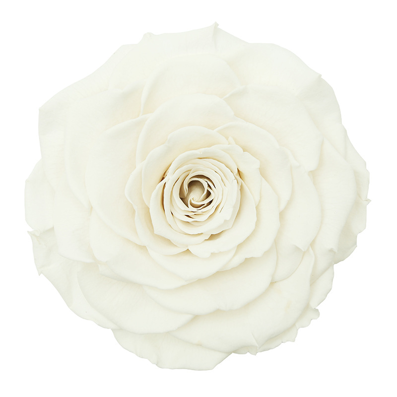 巨型玫瑰厄瓜多尔七彩单色多色直径10+cm44黑色可选客户永生花