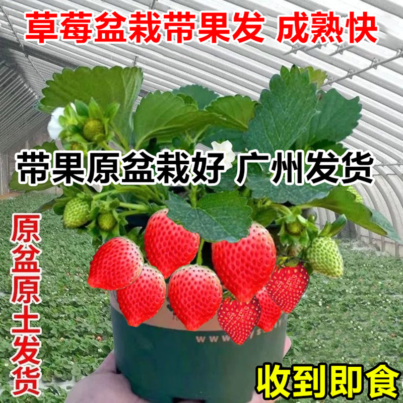 奶油草莓盆栽带果可食用四季开花结果草莓苗大苗阳台庭院果树绿植