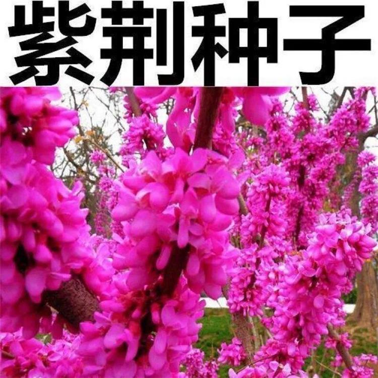 新采紫荆种子 巨紫荆种子 紫荆树种子 紫荆花种籽 庭院花卉种子