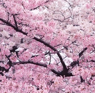 耐寒 嫁接日本早樱 晚樱樱花树苗 庭院行道树风景树春天开花植物