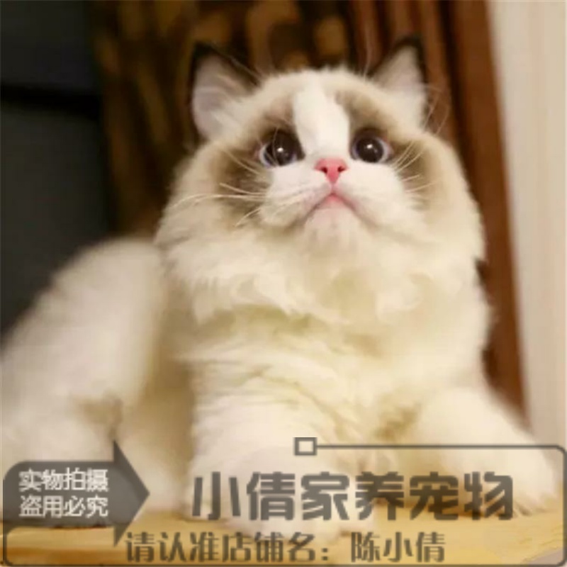 家养出售纯种布偶猫活体蓝双色海豹重点色手套色布偶幼猫宠物猫x