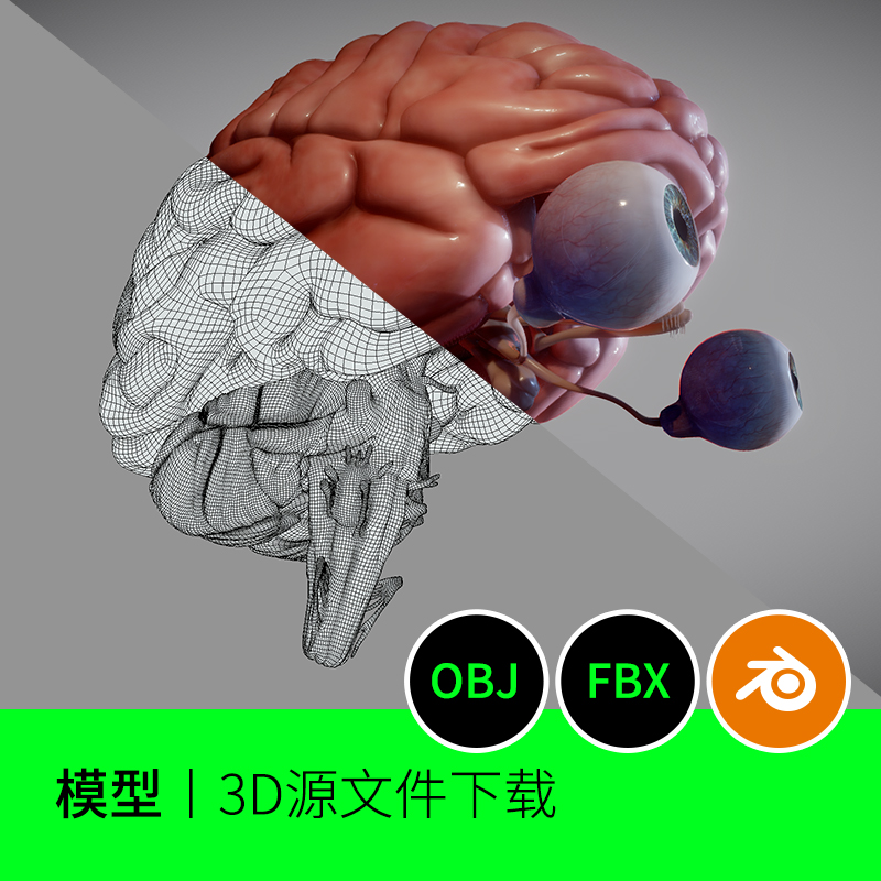 大脑眼球眼镜脊髓小脑医学解剖脑干3D三维模型建模素材文件181