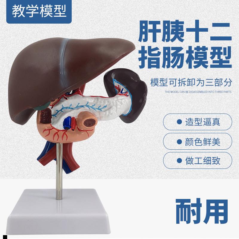 人体肝胰十二指肠模型肝脏解剖模型附胰腺管腹腔动脉和大静脉