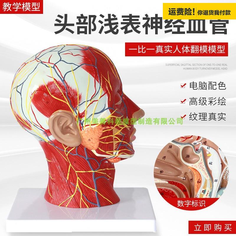 .头部正中矢状切面附血管神经模型人体头部浅表神经血管分布模