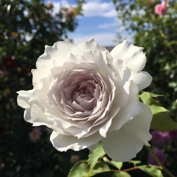 玫瑰半岛 加百列大天使 浓香品种灌木月季阳台植物