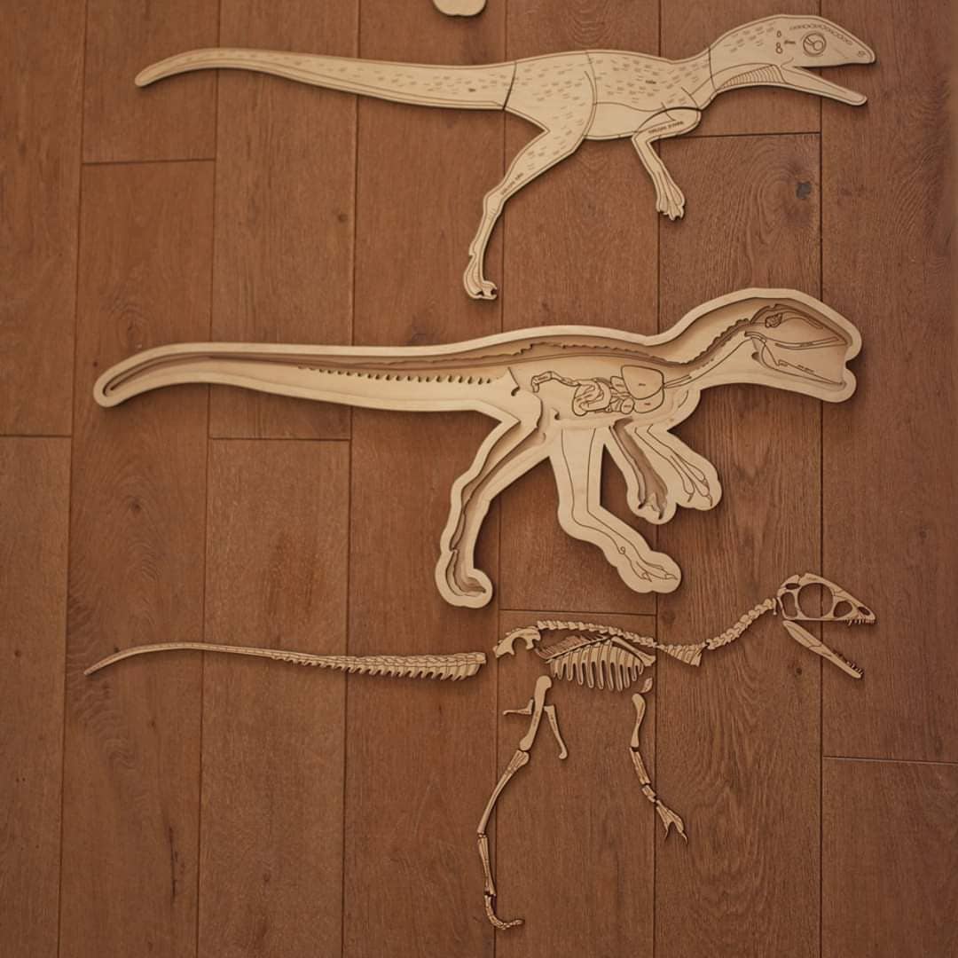 波兰stukapuka手工木制拼图儿童益智立体积木恐龙骨骼结构拼图拼