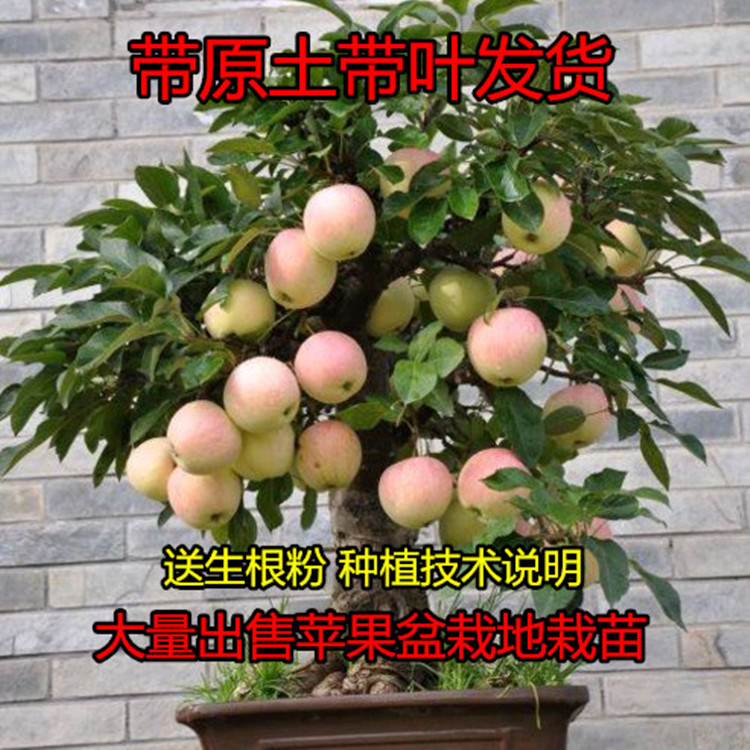 苹果树苗 新条纹2001红富士苹果苗 南北方种植盆栽地栽果树 果苗