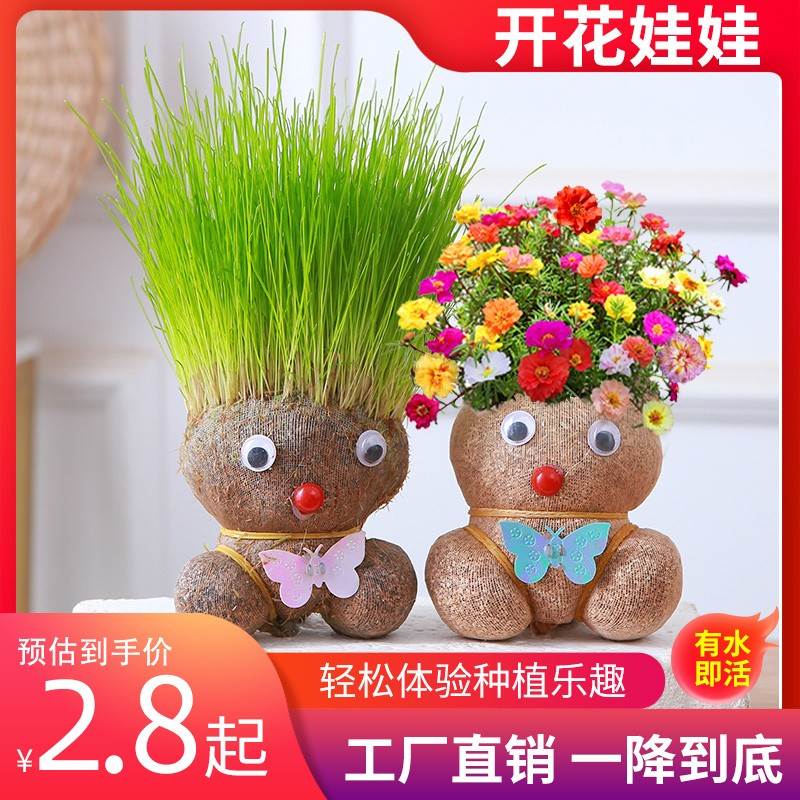 头上长草娃娃草头开花植物幼儿园创意可爱小盆栽儿童趣味水培绿植