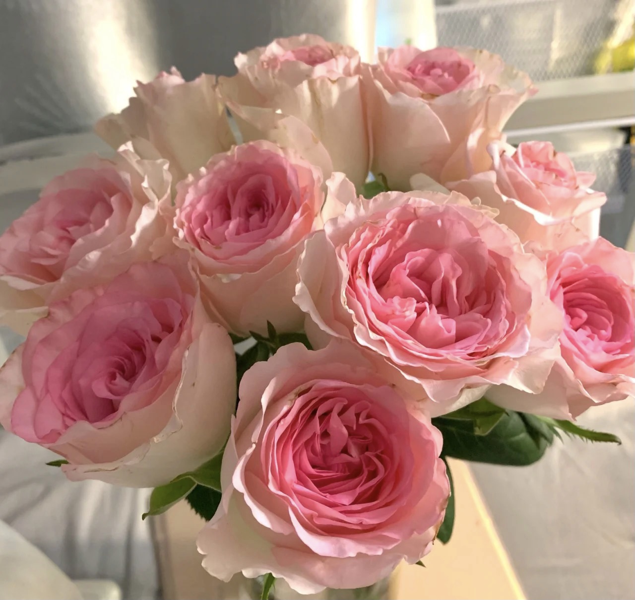 精品洛神玫瑰花稀缺品种洛神玫瑰基地直发顺丰精品精选优质玫瑰