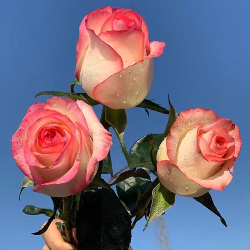 特价超新品切花玫瑰总汇 艾莎糖果雪山月季阳台盆栽花卉包对版