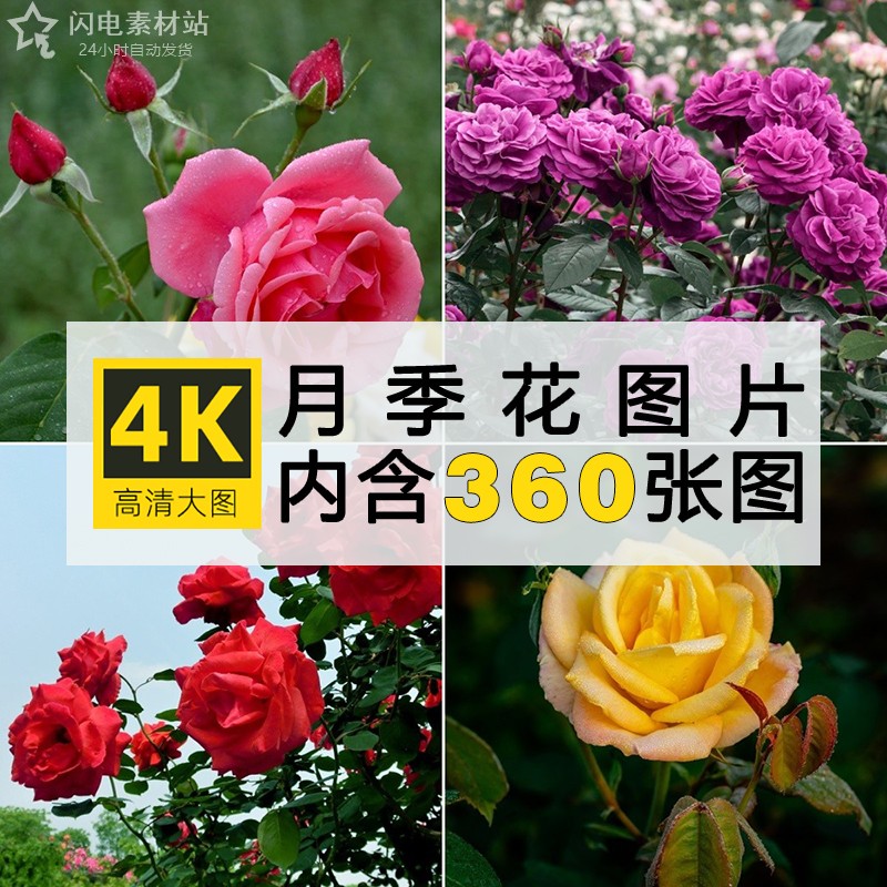 4K高清图库 月季花玫瑰摄影照片手机电脑壁纸背景图片ps设计素材