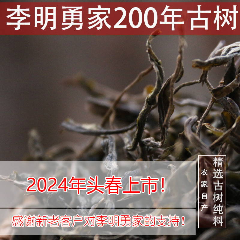 【2024头春仅剩50斤】古树200年古树散纯料大叶普洱生茶500克