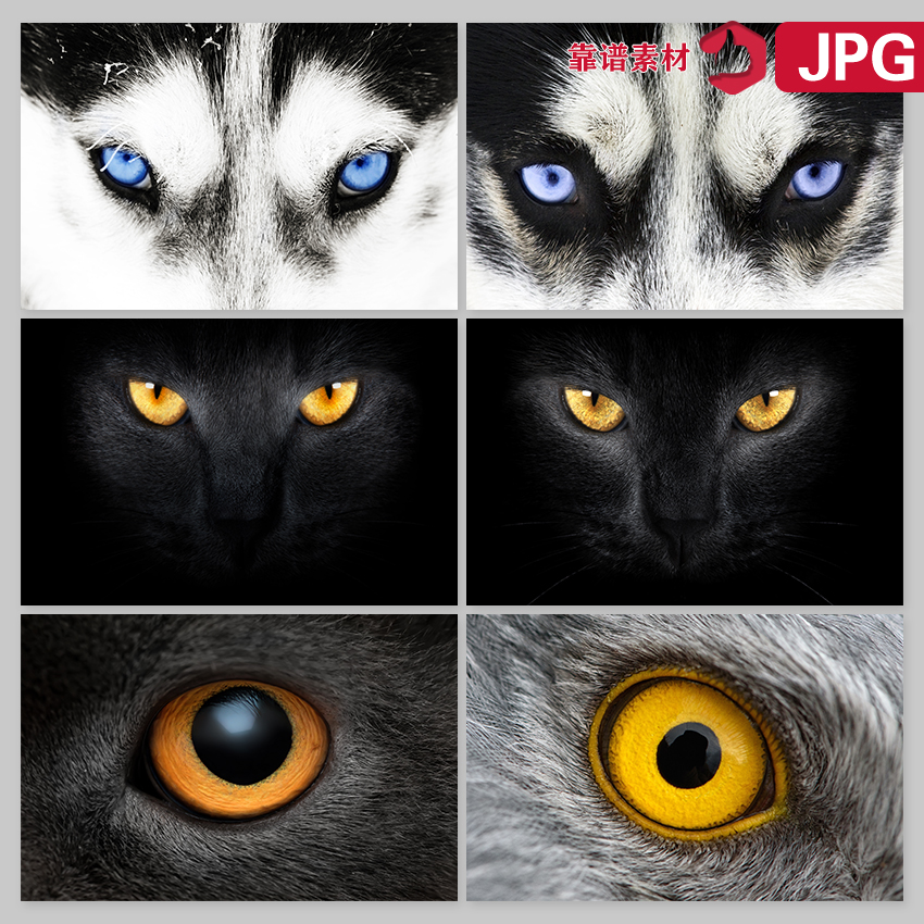 凶猛眼神头像狼猫鹰动物装饰画JPG摄影图片设计素材