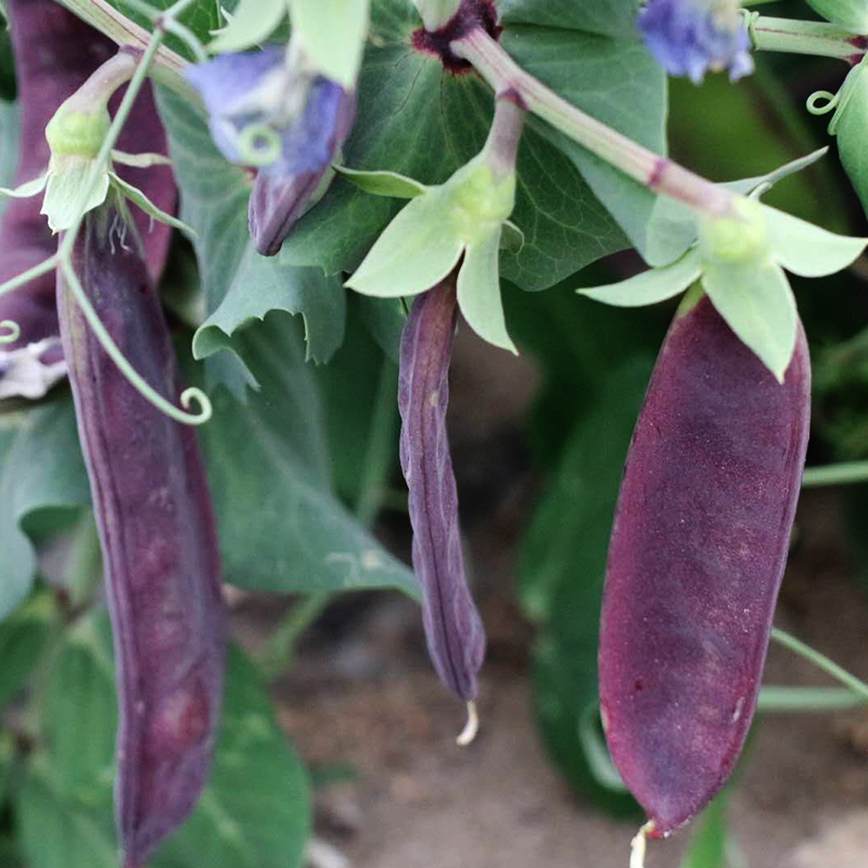 紫荷兰豆种子紫荚甜脆豌豆老品种四季菜豆春秋四季农家蔬菜种孑
