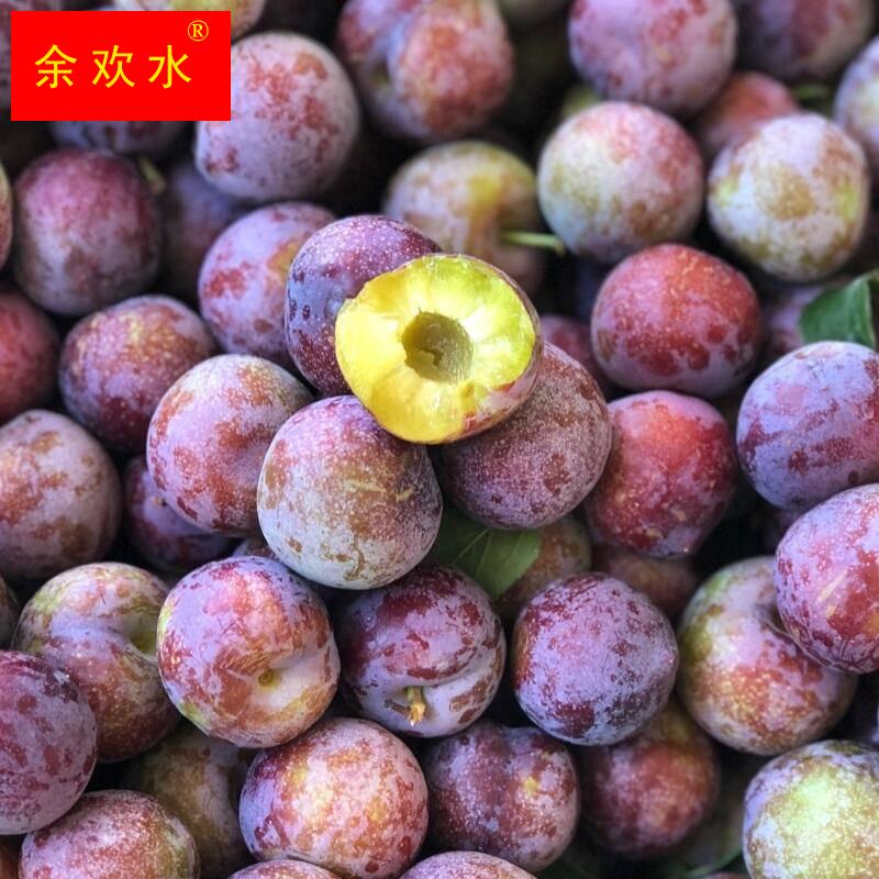 广西三华李龙滩珍珠李脱骨脆李子新鲜水果现摘现发当季时令3斤
