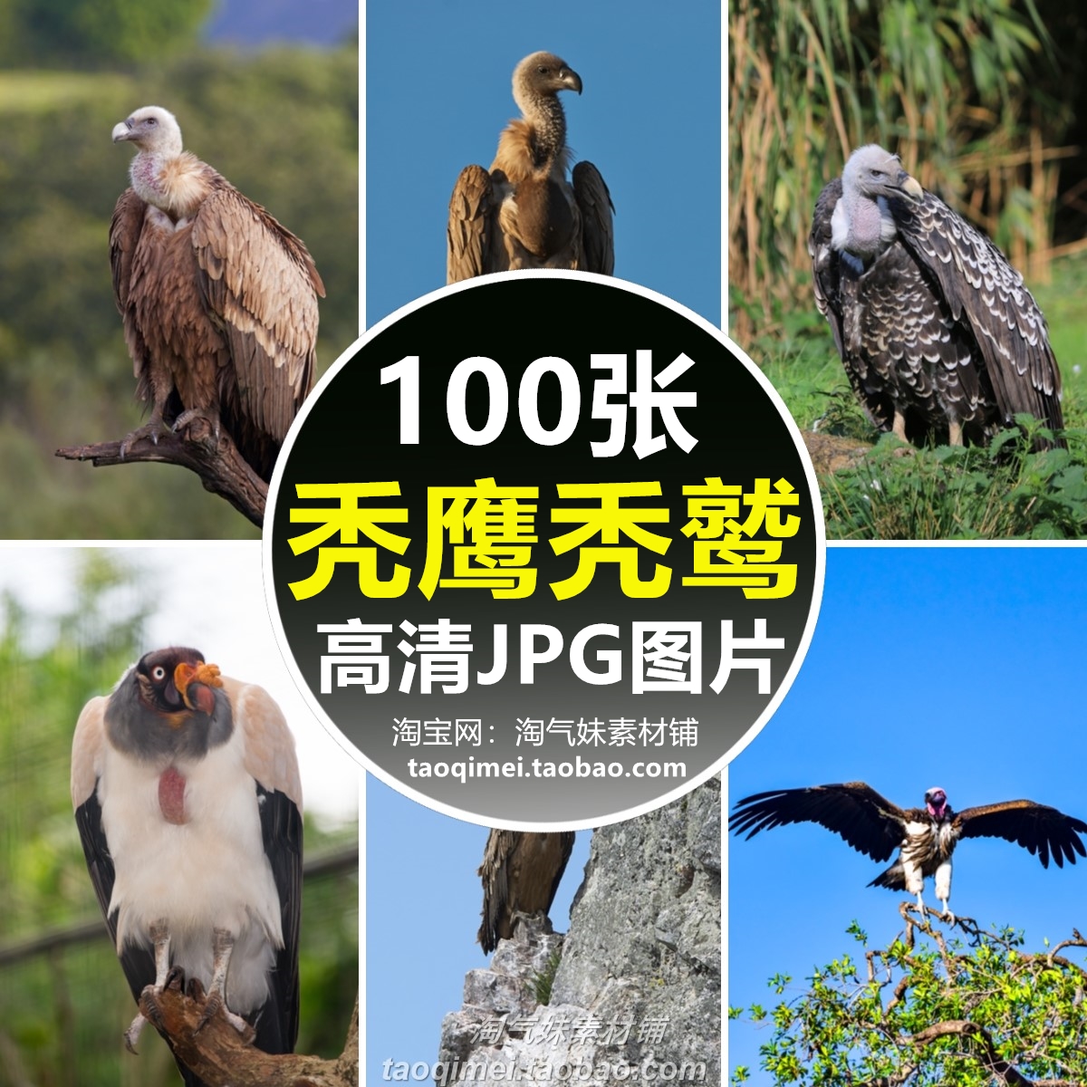 高清JPG秃鹰秃鹫图片兀鹫大型猛禽飞禽鸟类野生动物世界摄影素材