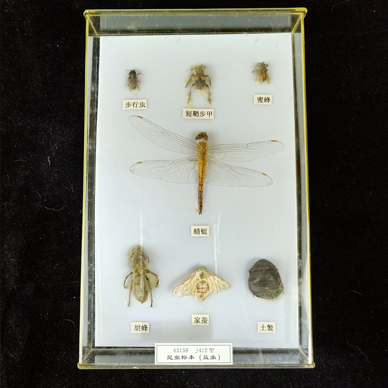 蒙特梭利早教幼儿园小学科学文化生物动物解刨鱼类害虫益虫标本
