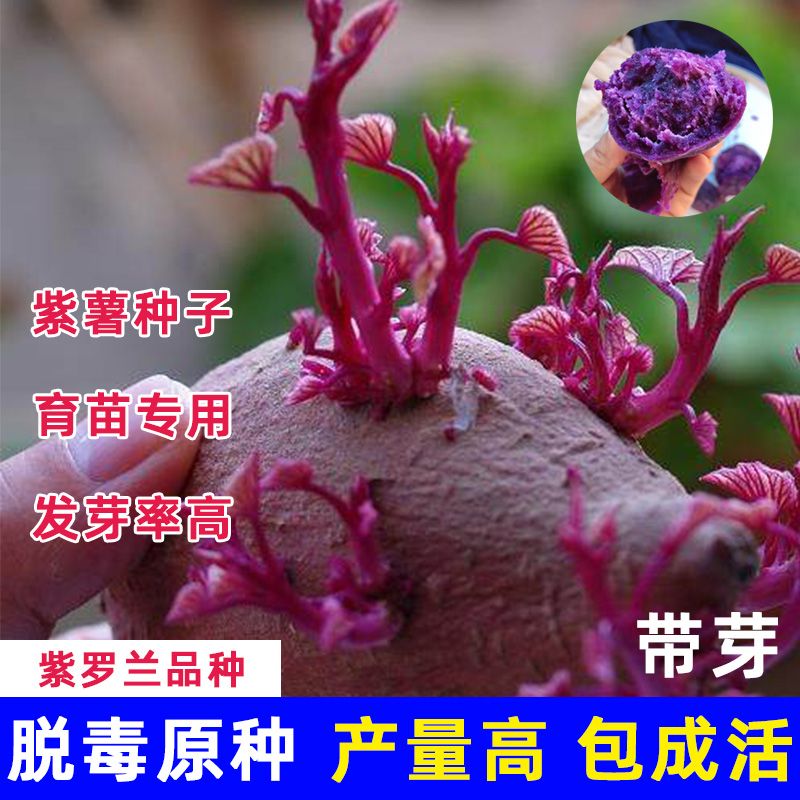 紫薯育苗种高产紫罗兰纯紫心红薯种子带芽秧苗地瓜山芋番薯发芽