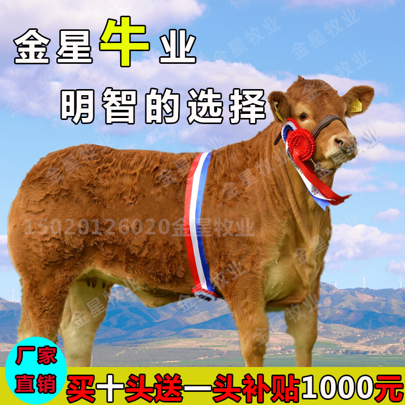 牛犊子活牛出售西门塔尔牛犊母牛活苗黄牛肉牛犊小牛活体养殖技术