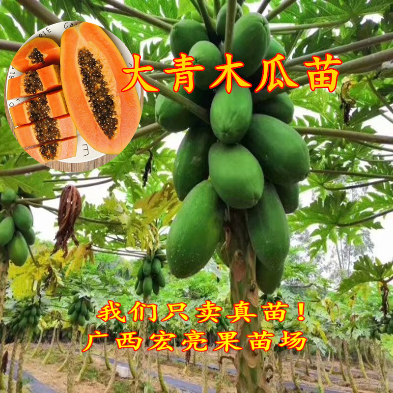 夏威夷果树图片水果
