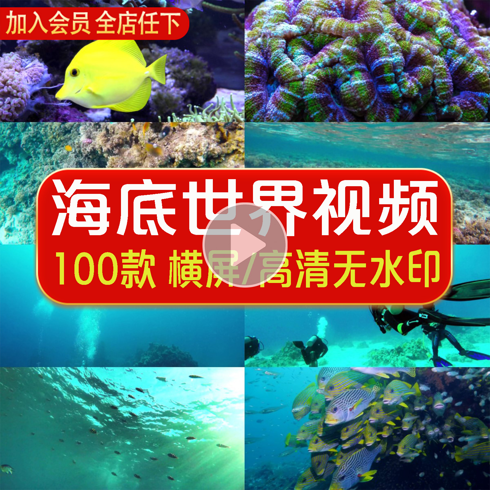 4K海底世界鱼群生活动物生物澳龙大龙虾科普自媒体短视频设计素材