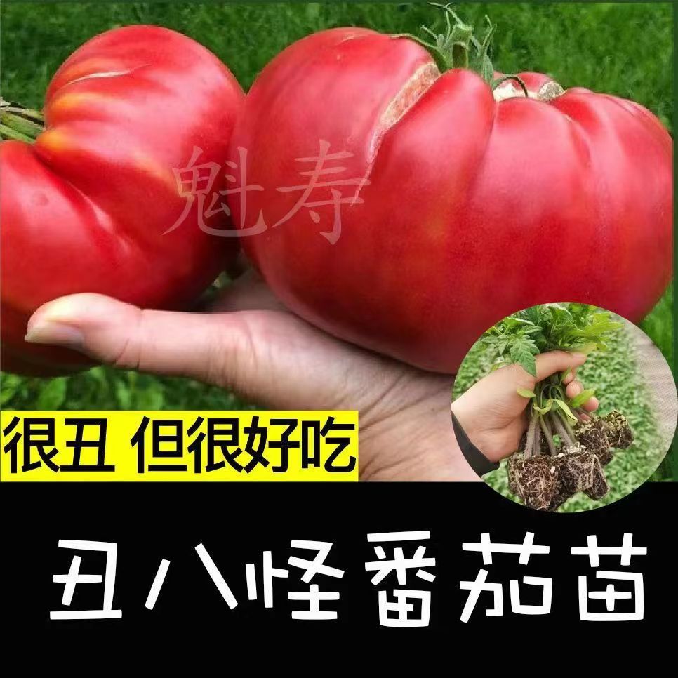 寿光非转基因老品种丑八怪牛排番茄巨型马蹄番茄四季阳台盆栽蔬菜
