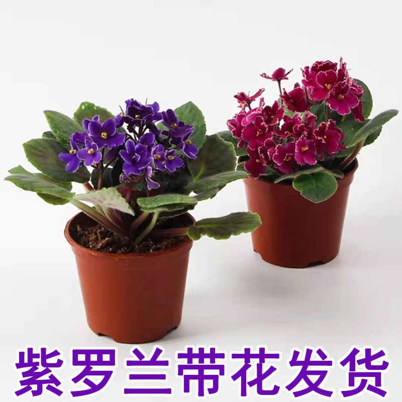 紫罗兰盆栽室内客厅鲜花四季开花不断观赏型花卉非洲堇好养小植物