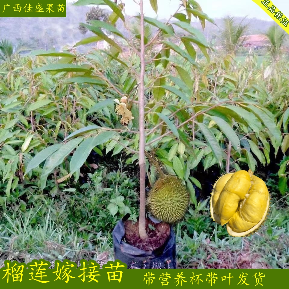 菠萝树 种植