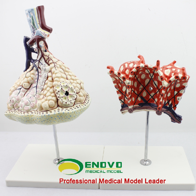 ENOVO颐诺医学肺小叶肺泡放大模型 呼吸系统人体肺段解剖结构模型