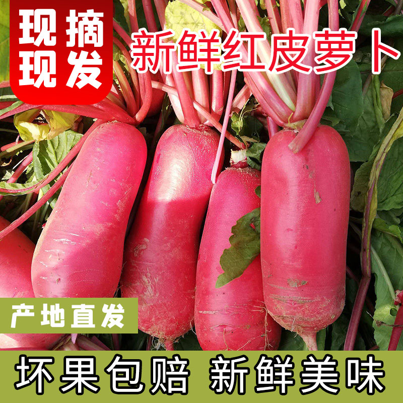 四川特产自种红皮萝卜5斤新鲜现摘白肉水萝卜泡菜胭脂萝卜3斤8斤