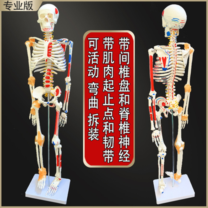 人体骨骼模型骨架迷你针灸结构小骷髅绘画中医穴位可拆卸清晰模特
