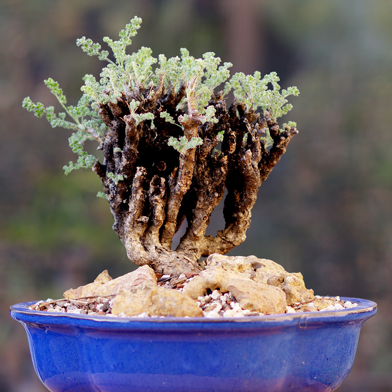 沙漠洋葵 Pelargonium alternans 多肉植物块根