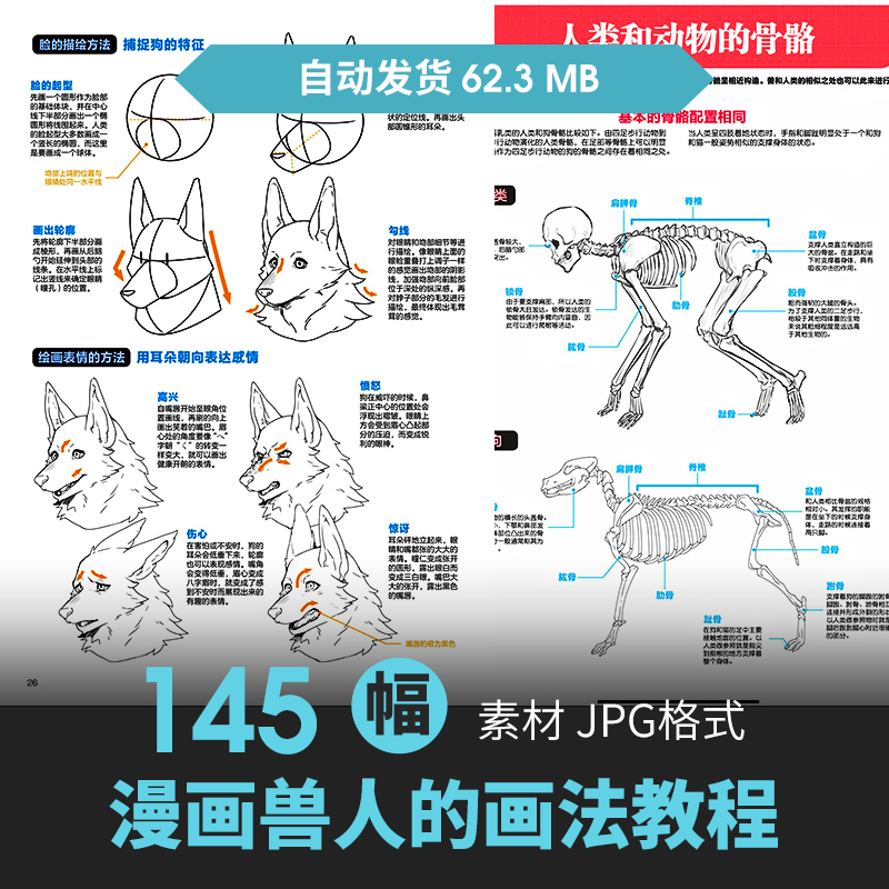 动物拟人角色兽人的画法FURRY动态人体结构绘画临摹线稿素材图片