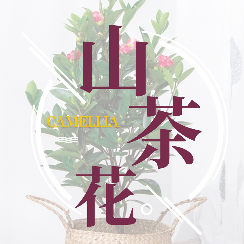 贵州省兴义市山茶花带土球发货大棚露天栽培树苗庭院大型绿植盆栽