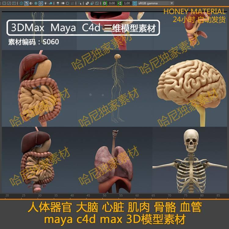 人体器官大脑心脏肌肉骨骼血管FBX格式 maya c4d max 3D模型素材