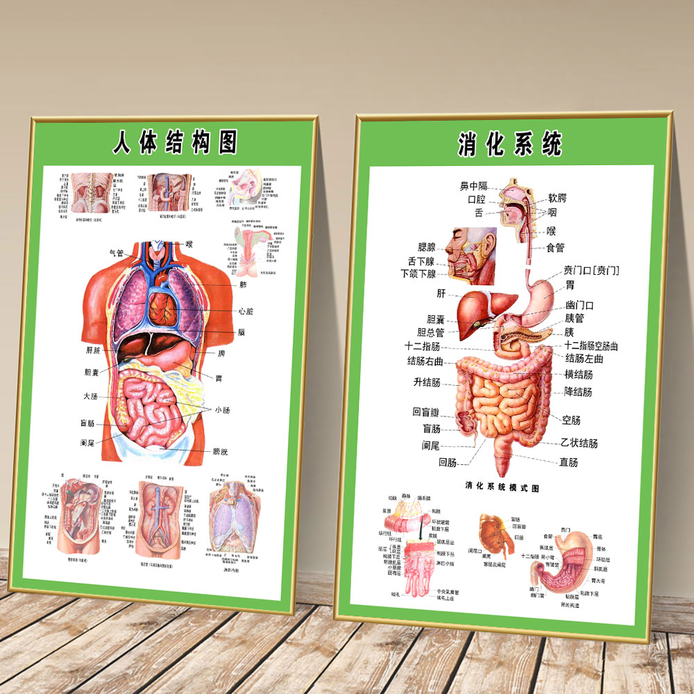 人体内脏解剖系统示意图全身器官分布图医院心脏解剖挂图医学海报