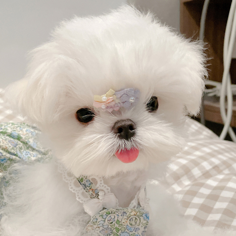 纯种马尔济斯犬幼犬崽纯种韩版系超小体茶杯犬宠物狗约克夏活物体