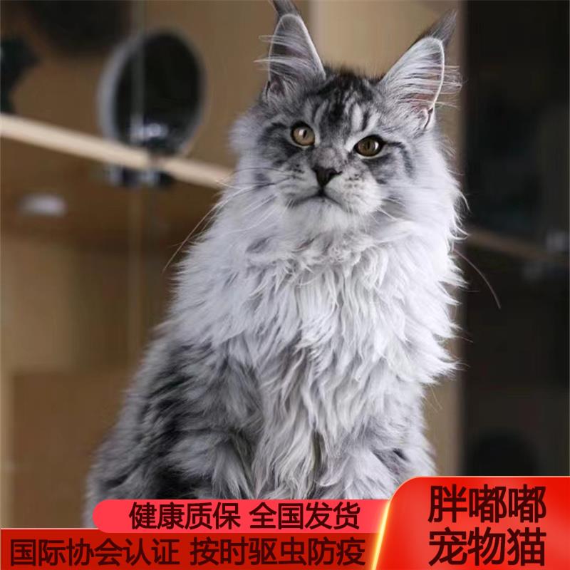 缅因猫长毛猫大型西伯利亚森林猫库恩猫凯米尔色纯血统活体幼猫猫