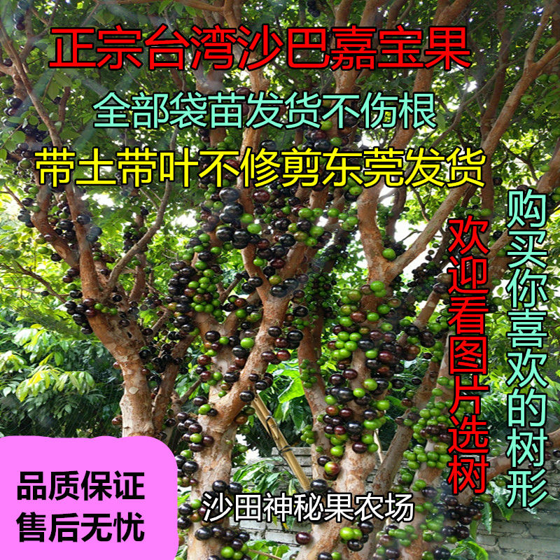 嘉宝果树苗台湾沙巴嘉宝果苗树葡萄果树苗一年春秋两季开花结果