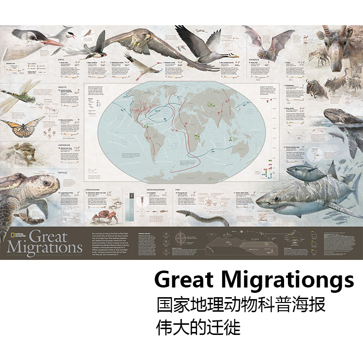 伟大的迁徙 国家地理动物自然科学科普海报 儿童房书房装饰画芯