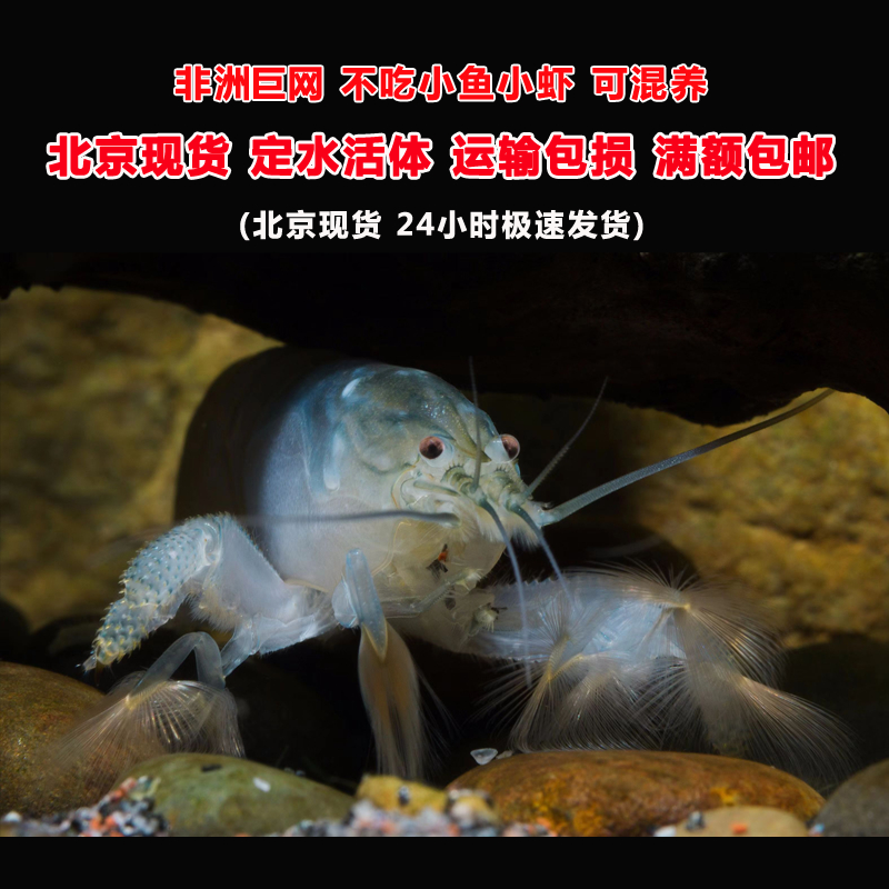 网球虾非洲巨型网球虾活体除藻非洲巨网观赏虾宠物虾木纹网球虾