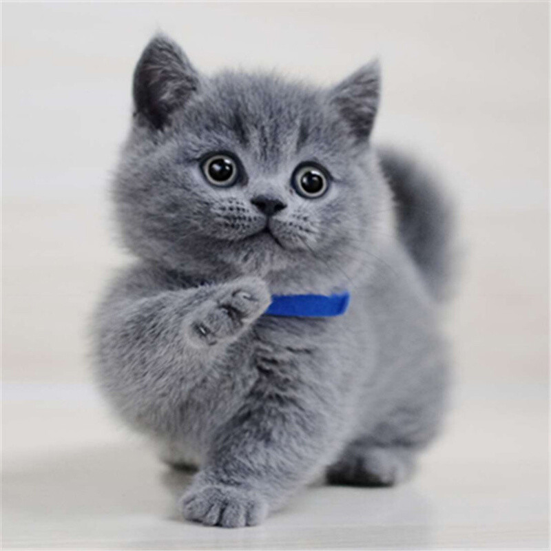 鸡西纯种英短蓝猫银渐层幼猫金吉拉蓝白宠物猫咪虎斑布偶猫咪活体