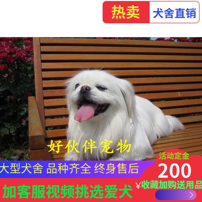 纯种京巴幼犬活体小型犬哈巴狗京巴犬狮子狗北京犬白色家养宠物狗