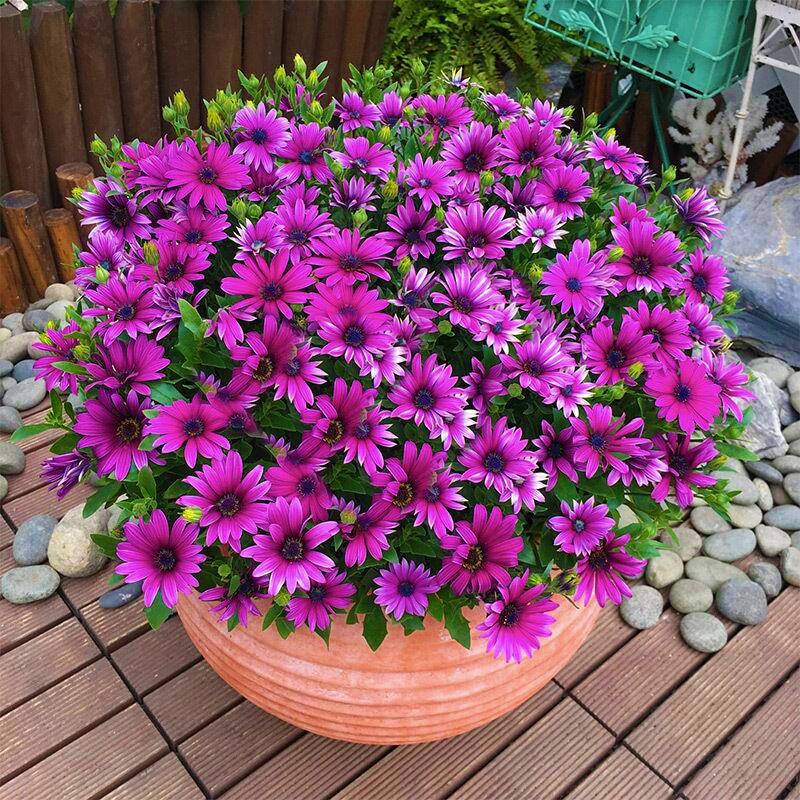 紫色南非万寿菊种子一年四季都开花耐寒盆栽花卉适合院子里种的花